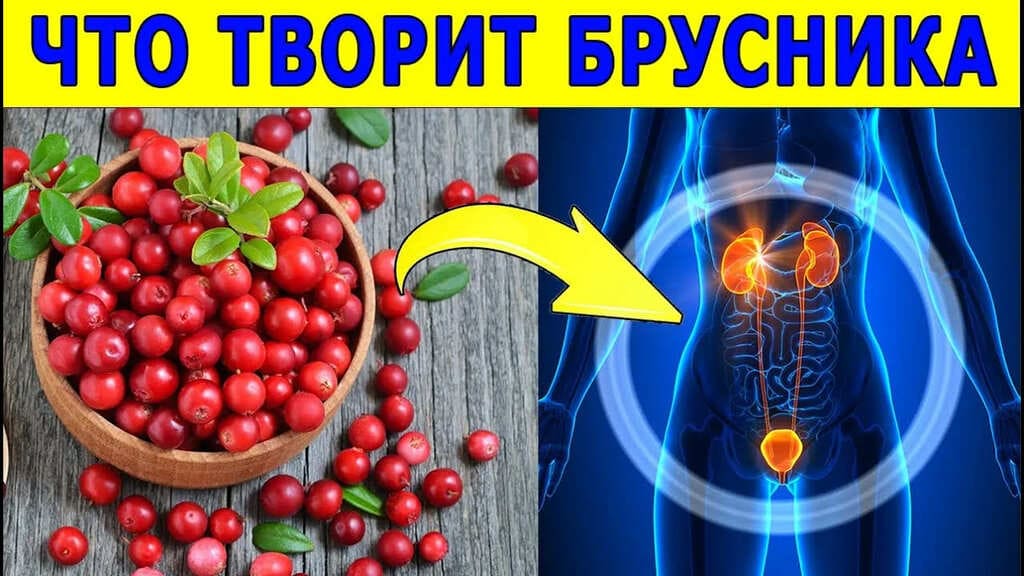 польза и вред брусники